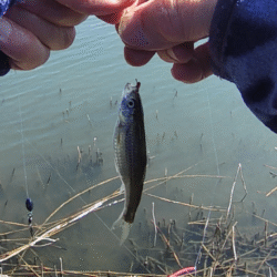 今が最盛期?伊庭内湖でホンモロコ釣り